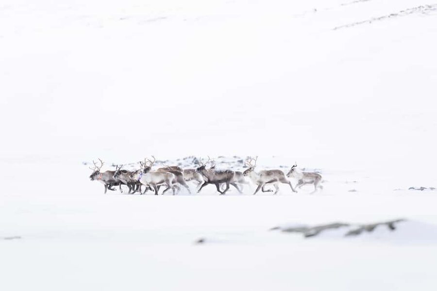 Explore the Norwegian Fjords and the Wildlife from Abisko. - A pro photographer like Jesus changes how you see, not just what you see