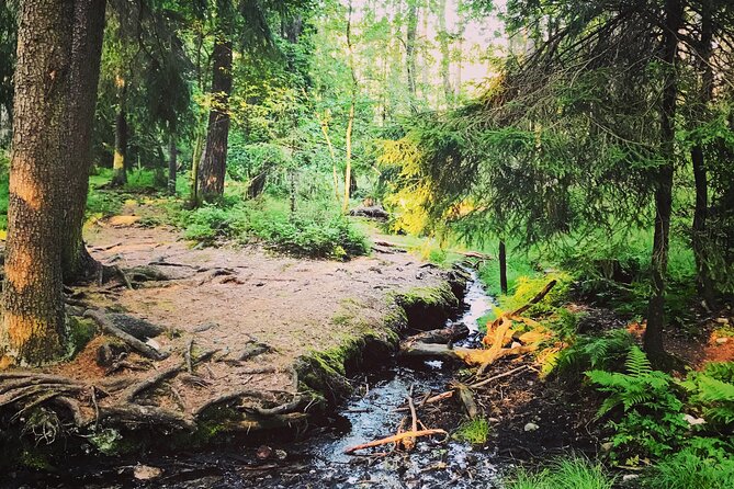 Forestbathing Slow Walking and Healing Spring Water, Stockholm - From spring to lake: slow walking, pauses, and a fika moment