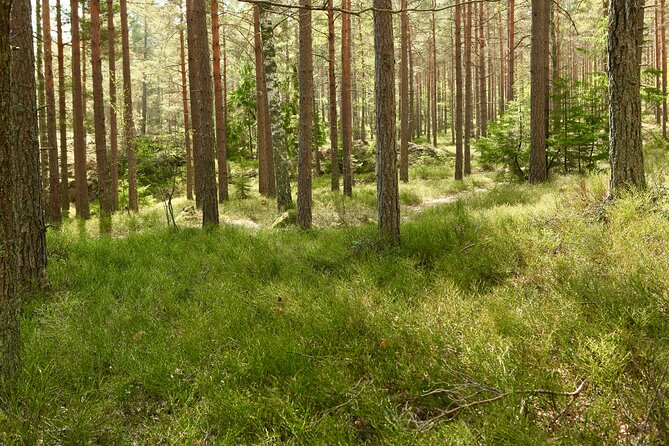 Forestbathing Slow Walking and Healing Spring Water, Stockholm - Food that supports the mood: raw snacks, tea, and a vegetarian or vegan meal