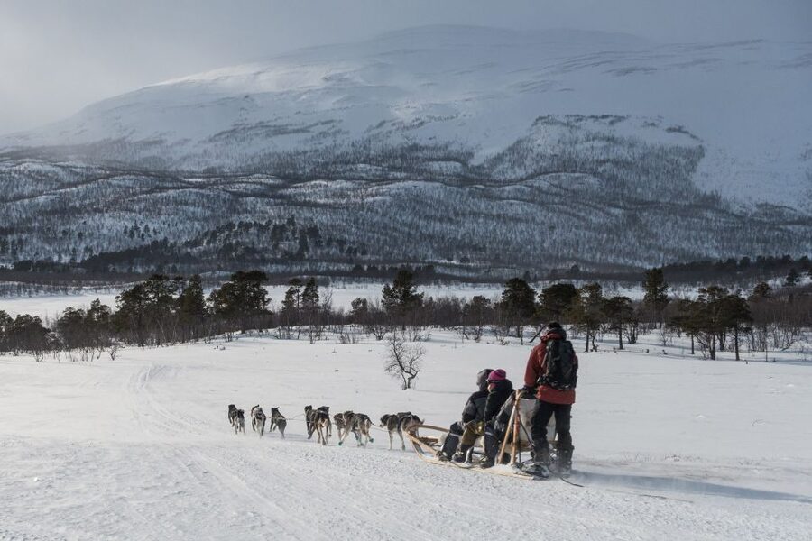 From Abisko: Dog Sledding Excursion to Kiruna with Fika - Quick hits