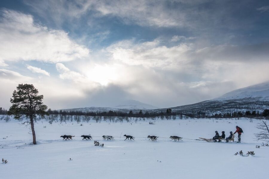 From Abisko: Dog Sledding Excursion to Kiruna with Fika - Price and Logistics: What You Are Really Paying For