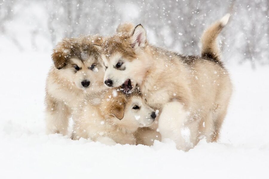 From Abisko: Dog Sledding Excursion to Kiruna with Fika - The 10 to 12 km Circuit: When the Arctic Feels Real