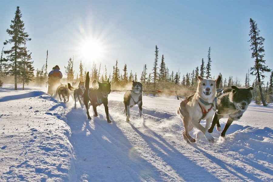 From Abisko: Dog Sledding Excursion to Kiruna with Fika - Who This Tour Fits Best