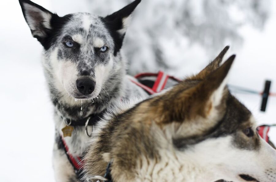 From Abisko: Dog Sledding Excursion to Kiruna with Fika - Meet the Sled Team: How the Ride Actually Works