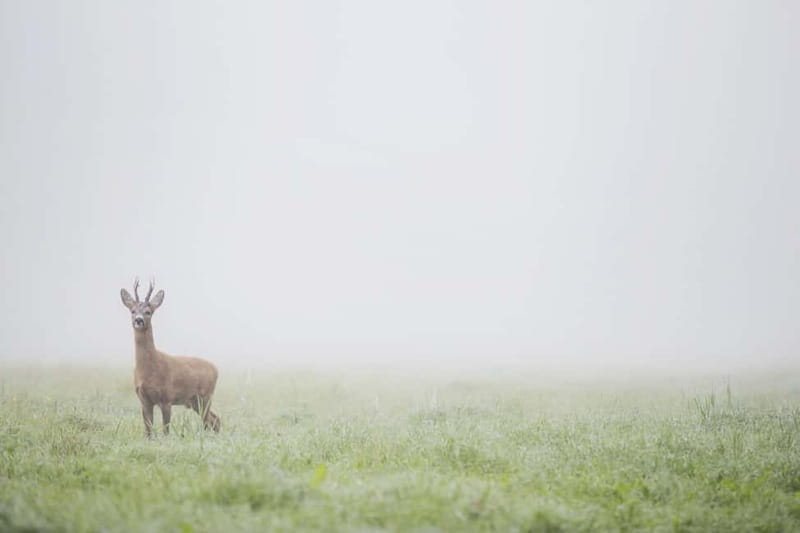 From Stockholm: Moose & Wildlife Safari with Campfire Dinner - Driving between hotspots, and why it increases your chances