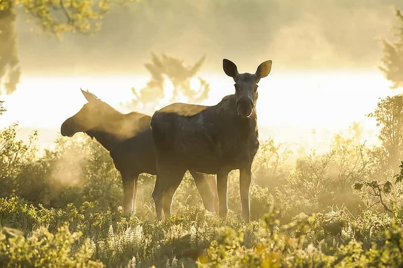 From Stockholm: Moose & Wildlife Safari with Campfire Dinner - Food, drinks, and how to handle dietary needs