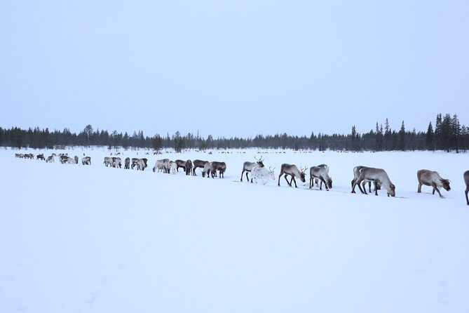 Full-Day Reindeer Tour with Pickup in Kiruna - Why a Sámi reindeer herder day from Kiruna is different