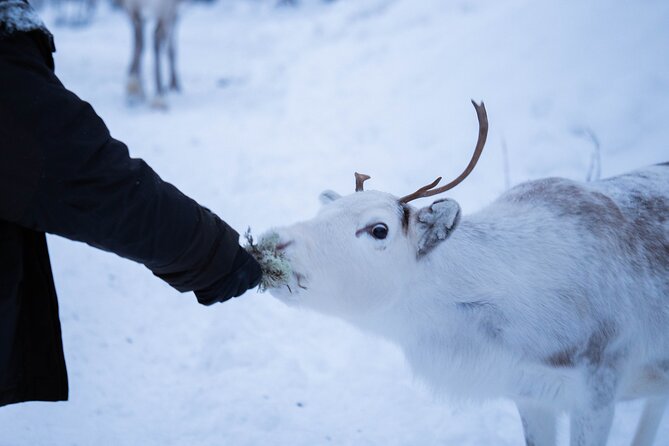 Full-Day Reindeer Tour with Pickup in Kiruna - Reindeer sledding: short track, high fun, self-driving available
