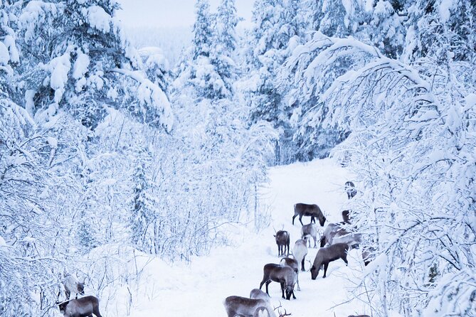 Full-Day Reindeer Tour with Pickup in Kiruna - Group size, English, and how the day stays personal