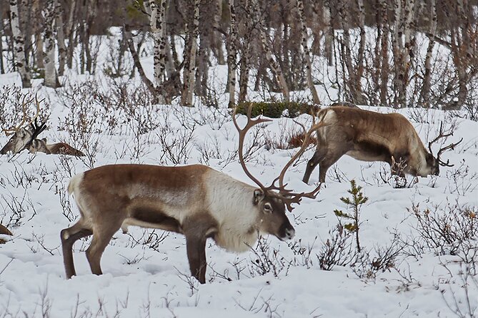Half day Wildlife and Nature Photography - What’s included, and what you need to bring