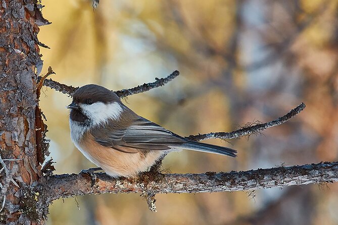 Half day Wildlife and Nature Photography - What happens in the first hour: drive, camera setup, and practice