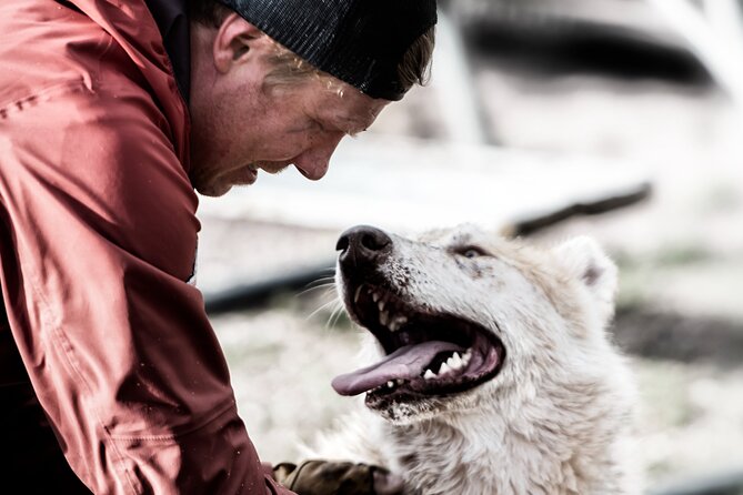 Husky cuddle at Fjälläventyr Dog Park - admission ticket - What I Like Most, and the One Thing to Watch