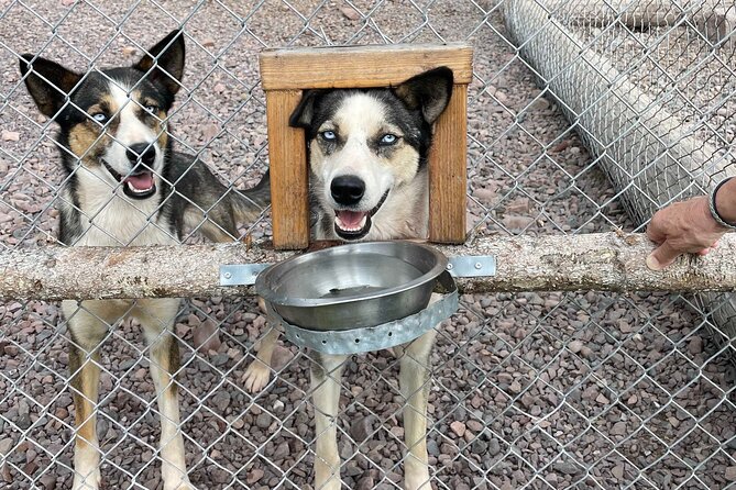 Husky cuddle at Fjälläventyr Dog Park - admission ticket - Why Timing Might Feel Short