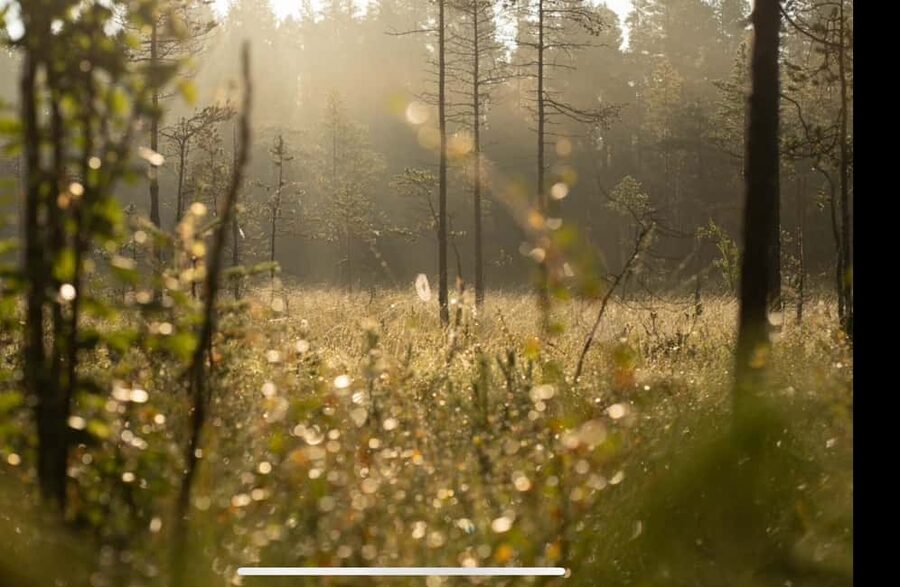Husky hike followed by a campfire near Skellefteå - Key things I’d plan for