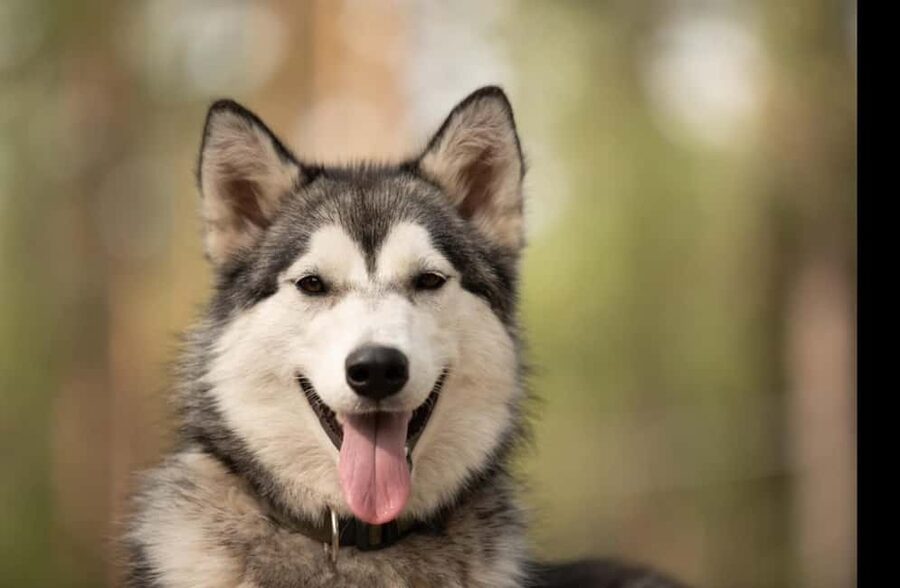 Husky hike followed by a campfire near Skellefteå - Husky Hike Near Skellefteå: What Makes It Special