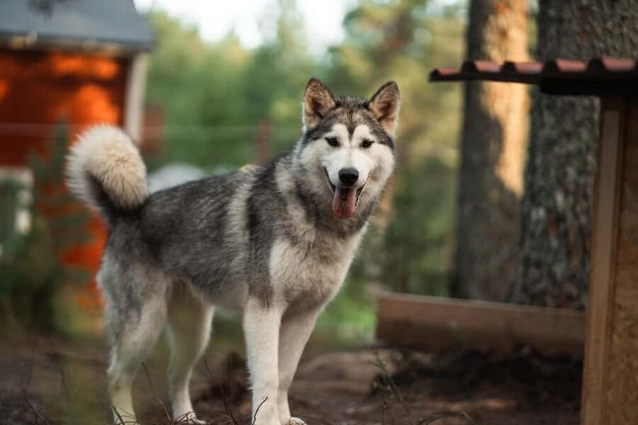 Husky hike followed by a campfire near Skellefteå - The Trail Time: Your 1.5 to 2 Hour Snowy Walk
