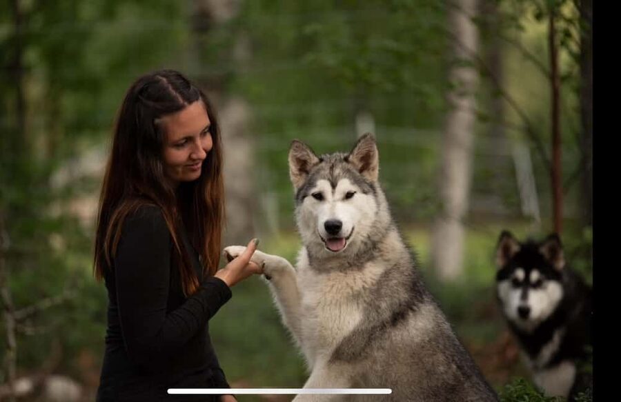 Husky hike followed by a campfire near Skellefteå - Back at the Kennel: Unharnessing, Snacks, and Dog Time