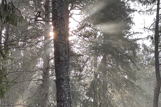 Icebathing and Sauna, Forest Hike and Fireplace Lunch - Private - Price, and why it can make sense in winter