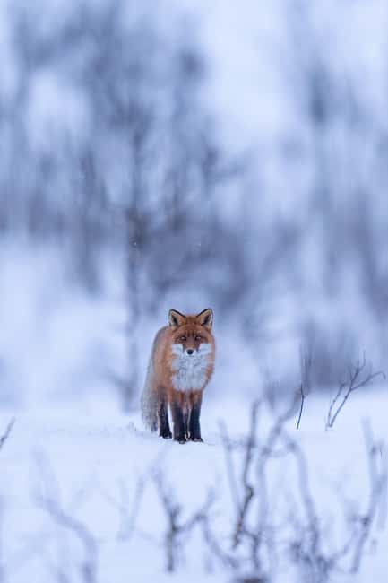 Kiruna: Daytime Snowshoe Hike - The viewpoint and warm drink break: why it is more than a pause