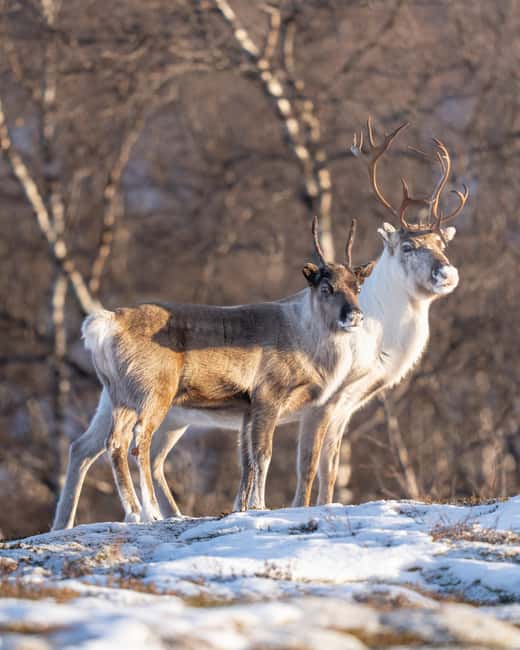 Kiruna: Daytime Snowshoe Hike - Guide-led nature and culture: Sami stories and local facts