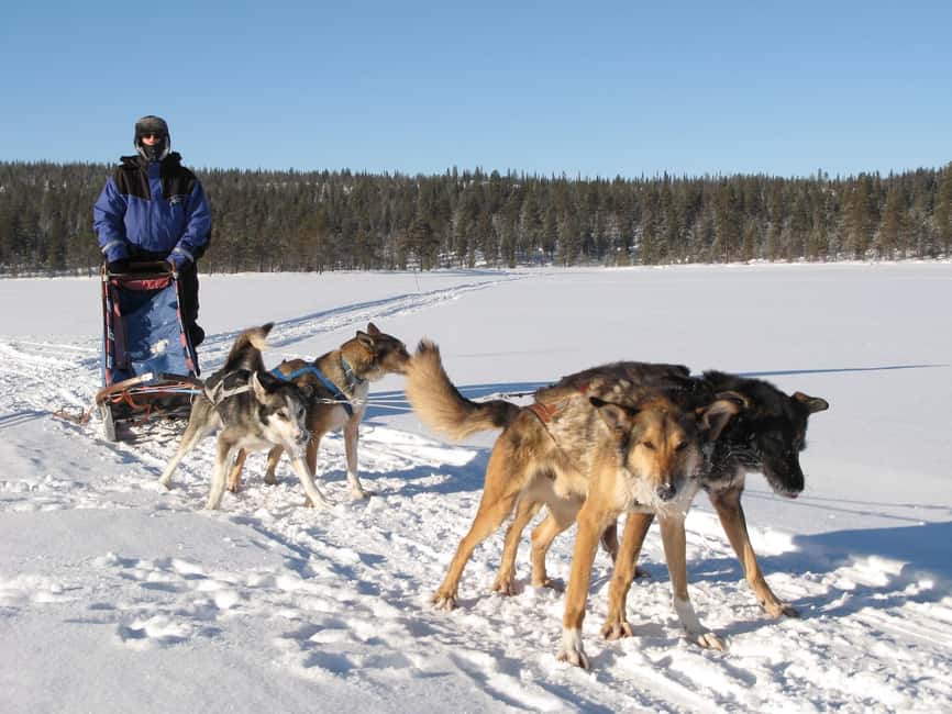 Kiruna: Dogsledding Husky tour with Lunch - Key things to know before you go