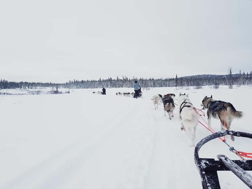 Kiruna: Dogsledding Husky tour with Lunch - Kiruna husky sledding with a lunch stop, and why it feels different