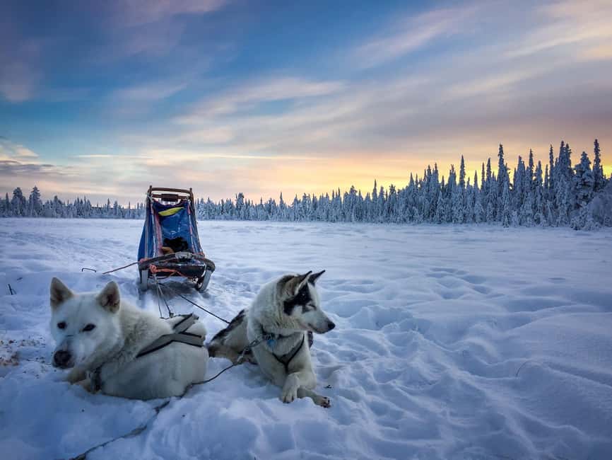 Kiruna: Dogsledding Husky tour with Lunch - Choosing your sled: drive solo with 3 to 4 dogs, or share with 5 to 6