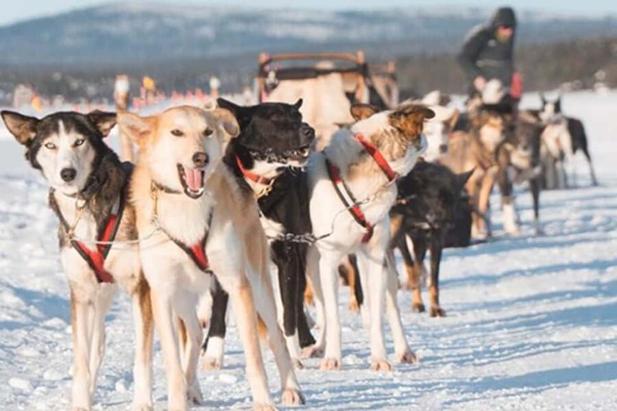 Kiruna: Drive Your Own Team Lunch Tour - Why Driving Your Own Team Changes Everything
