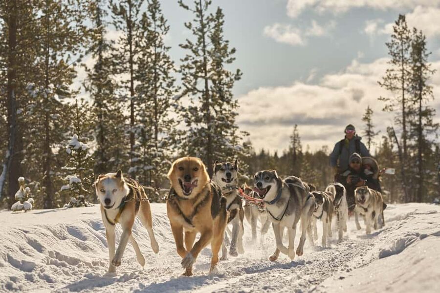 Kiruna: Family-friendly Short Husky Tour with Coffee - Where the huskies pull the pace in Kiruna and Jukkasjärvi