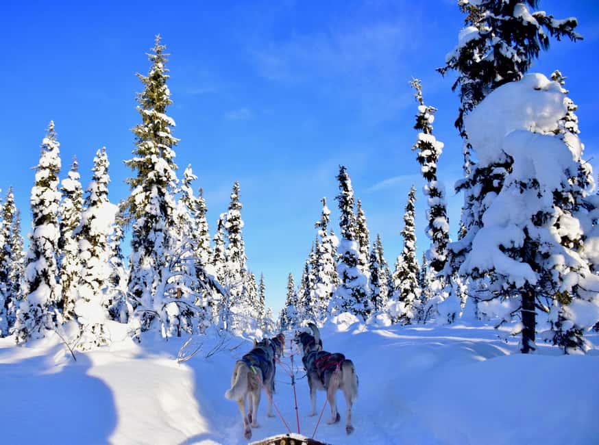 Kiruna: Family-friendly Short Husky Tour with Coffee - The ride setup, group size, and why it matters