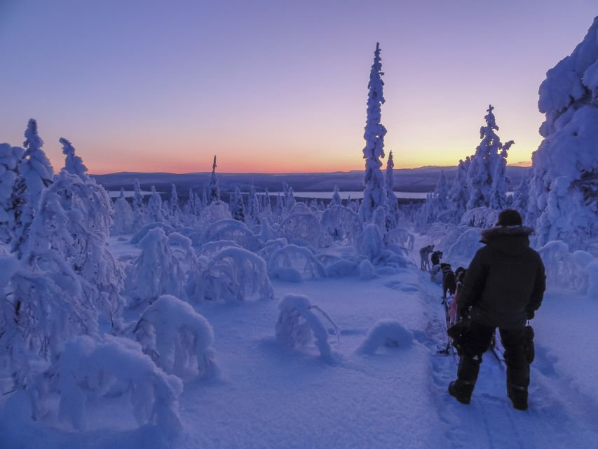 Kiruna: Guided Afternoon Drive Your Own Dog Sled Tour - Key things to know before you go