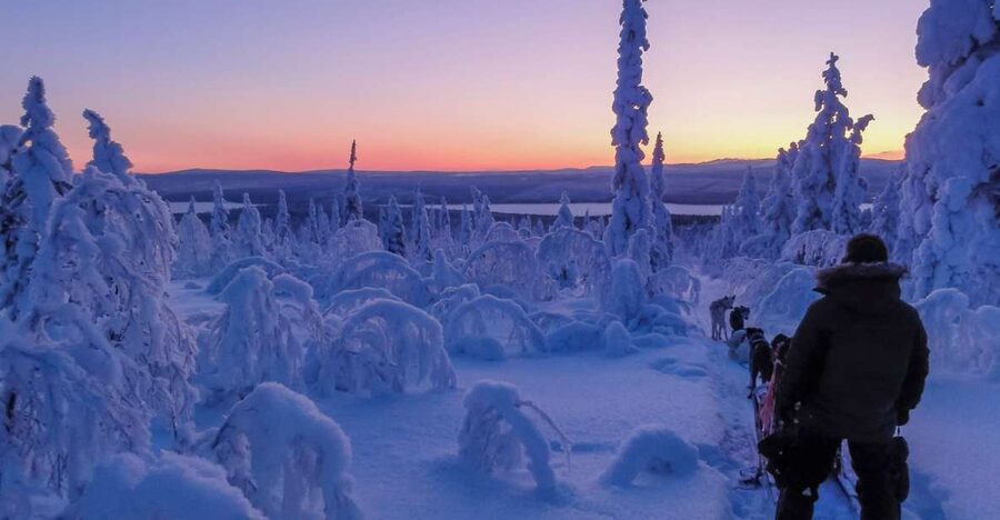 Kiruna: Guided Afternoon Drive Your Own Dog Sled Tour - Why this Kiruna husky sled feels different from the usual ride