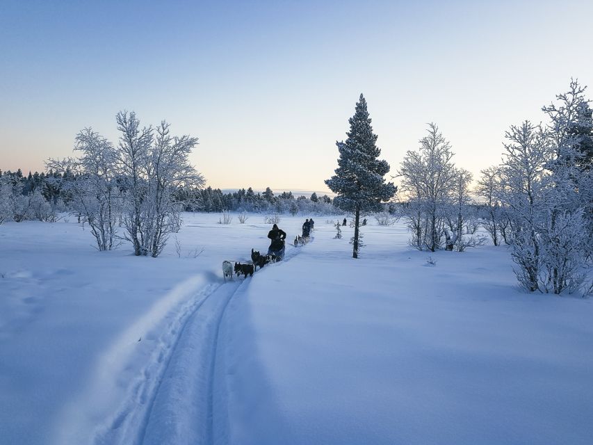 Kiruna: Guided Afternoon Drive Your Own Dog Sled Tour - Kalixforsbron start: meeting the dogs and getting dressed fast