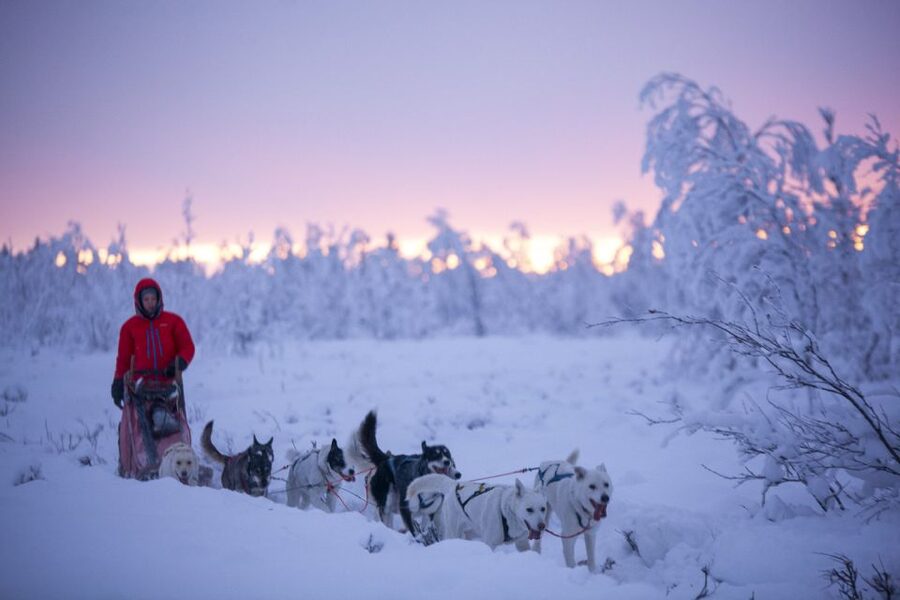 Kiruna: Guided Afternoon Drive Your Own Dog Sled Tour - Warm-up in a Nordic tent: fika by the open fire