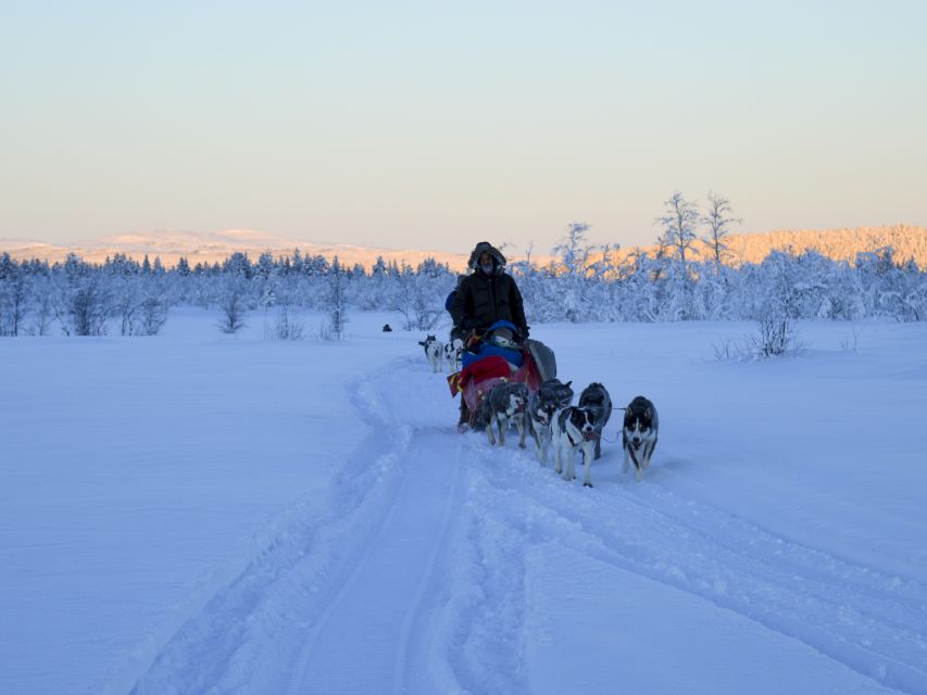 Kiruna: Guided Afternoon Drive Your Own Dog Sled Tour - Afternoon timing, polar night air, and sunset views that actually mean something