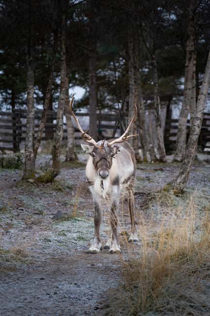 Kiruna: Icehotel and Sami Camp Day Trip - Key things you’ll notice right away