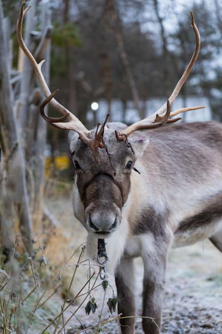 Kiruna: Icehotel and Sami Camp Day Trip - A 4-hour sweep of Swedish Lapland from Kiruna