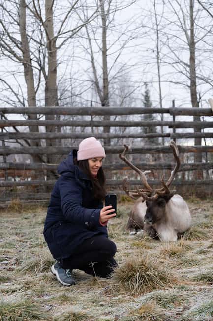 Kiruna: Icehotel and Sami Camp Day Trip - The Sámi reindeer camp: feeding reindeer and learning the lived connection