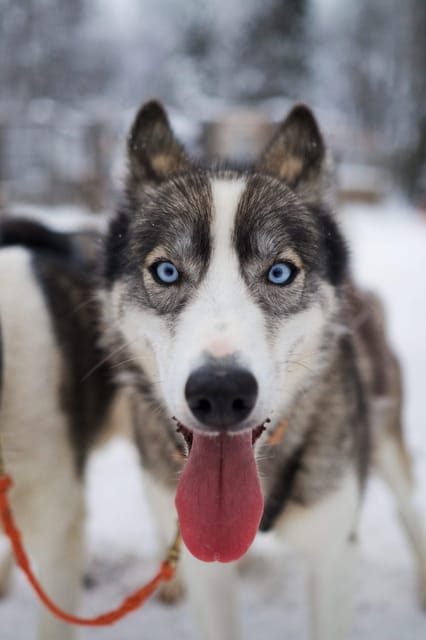 Kiruna: Morning Husky Sled Ride with Coffee Break - How This Kiruna Sled Ride Really Works