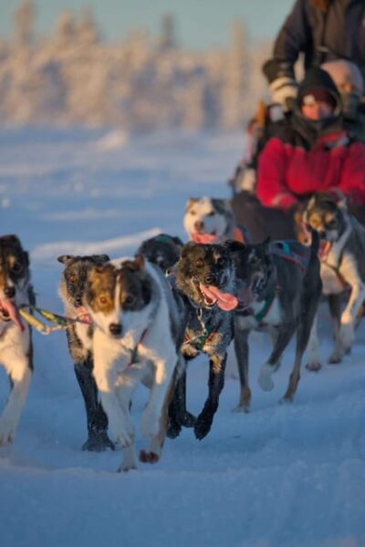 Morning Husky Sled Ride with Coffee Break