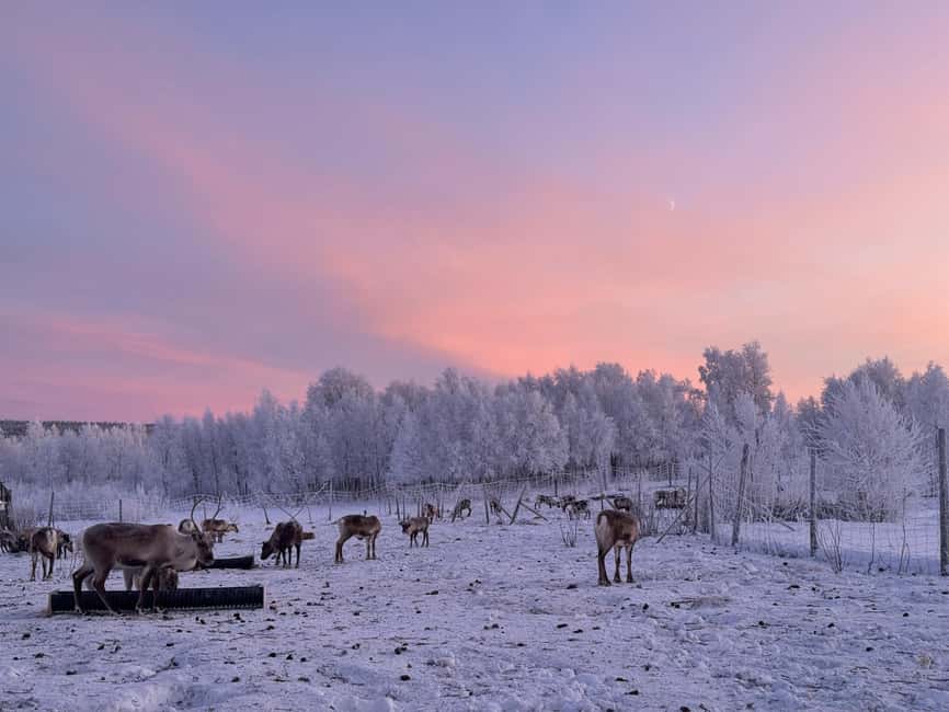 Kiruna: Reindeer Feeding Tour and Sámi Culture with Minibus - The minibus ride through Arctic Sweden, comfort first