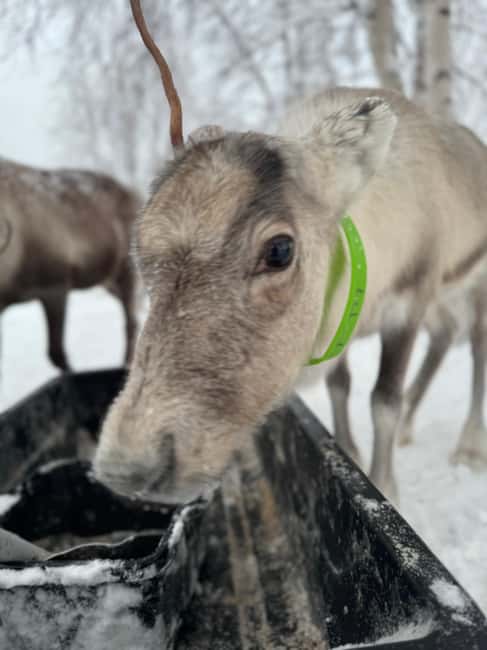 Kiruna: Reindeer Feeding Tour and Sámi Culture with Minibus - Who this tour fits best, and who should think twice