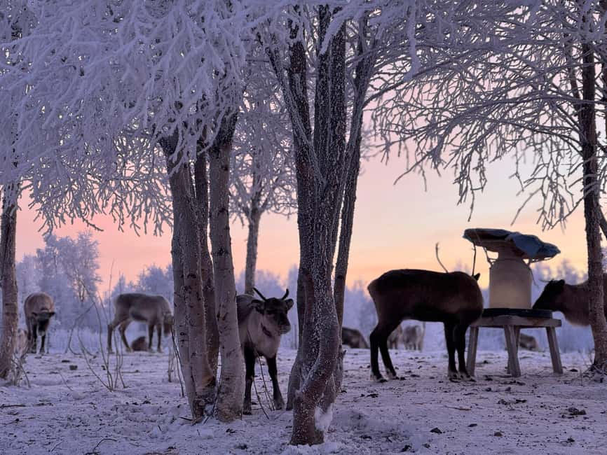 Kiruna: Reindeer Feeding Tour and Sámi Culture with Minibus - Feeding reindeer up close, and how to do it right