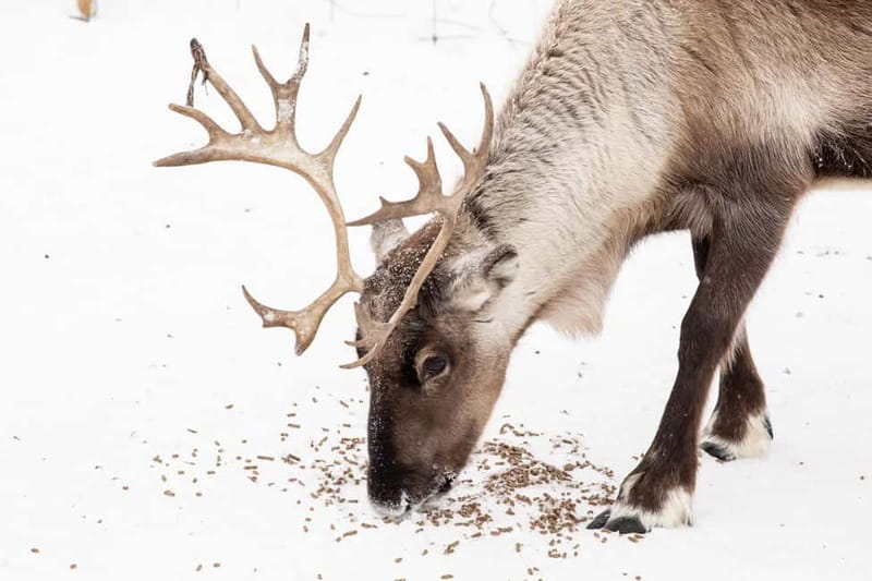KIRUNA: Reindeer Sled Ride in the Countryside - Key highlights at a glance