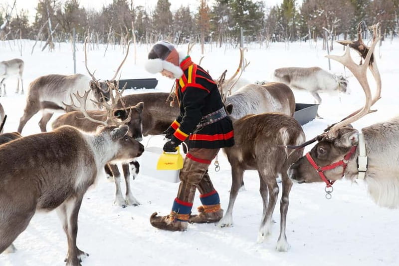 KIRUNA: Reindeer Sled Ride in the Countryside - Kiruna’s Sami Village and Reindeer Sled Ride: What You’re Really Getting