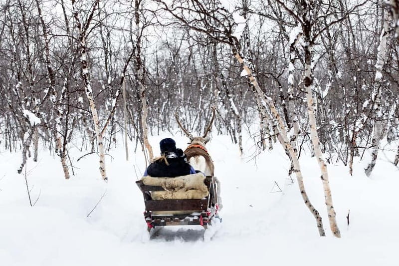 KIRUNA: Reindeer Sled Ride in the Countryside - Your Reindeer Sled Lesson: Driving Like a Beginner, Not a Passenger