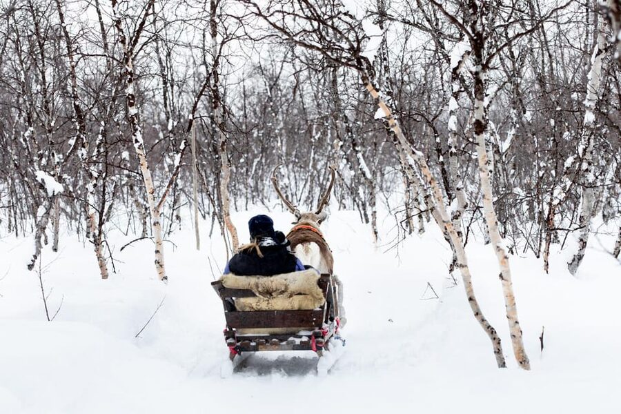 KIRUNA: Reindeer Sled Ride in the Countryside - Feeding Reindeer by Hand: The Close-Up Moment That Makes It Feel Real