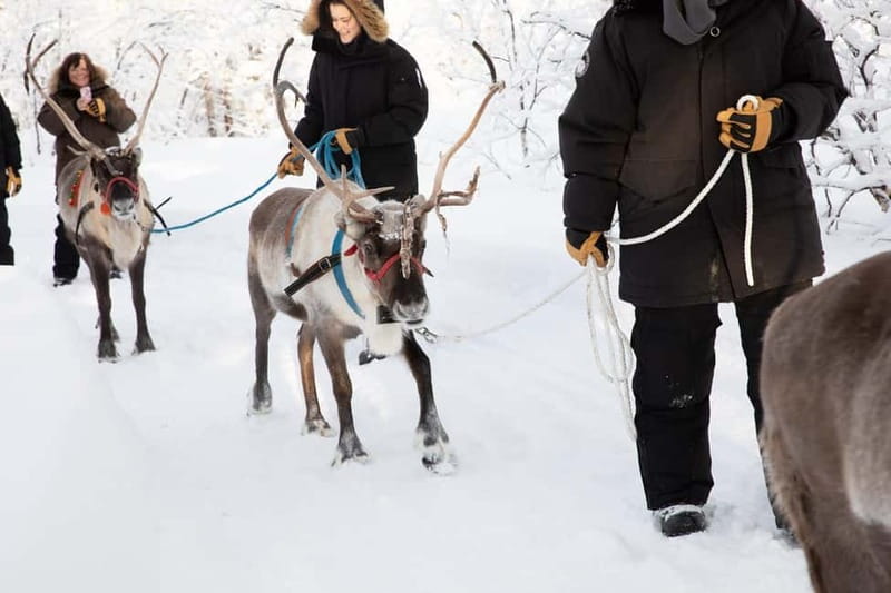 KIRUNA: Reindeer Sled Ride in the Countryside - Lunch in a Lávvu: Suovas, Bread, and Sami Stories by the Fire