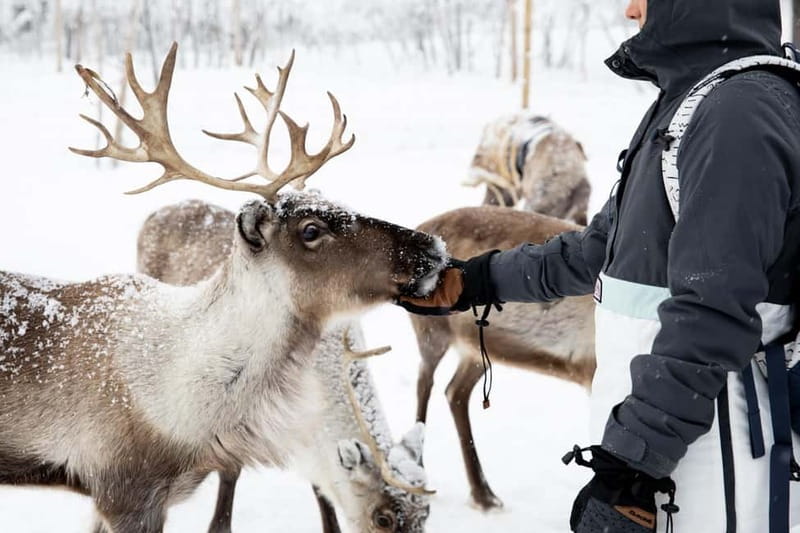 KIRUNA: Reindeer Sled Ride in the Countryside - Price and Value: Is $425 for 3 Hours Worth It?