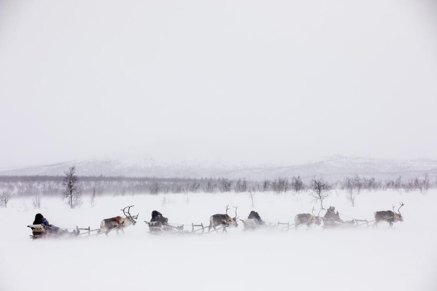 KIRUNA: Reindeer Sled Ride in the Countryside - Who This Tour Suits Best, and Who Should Skip It